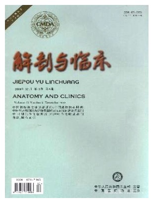 解剖与临床